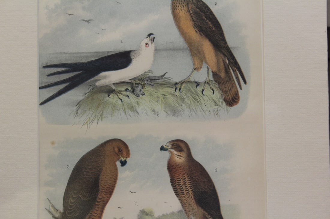 Antique Steel Engraving - 4