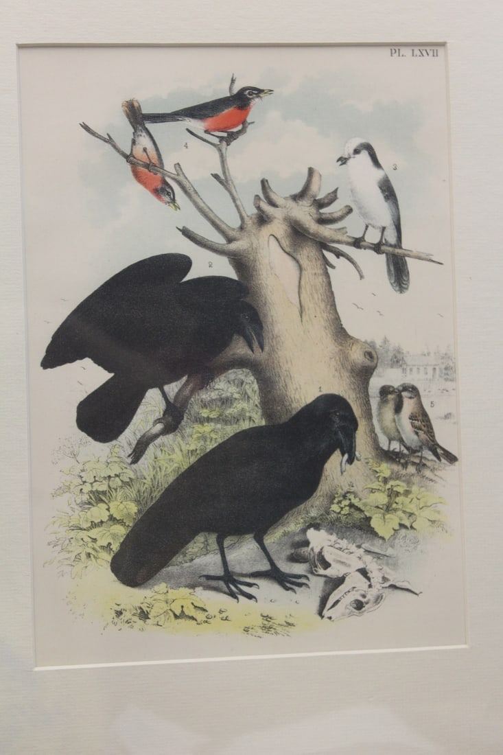 Antique Steel Engraving: unframed 