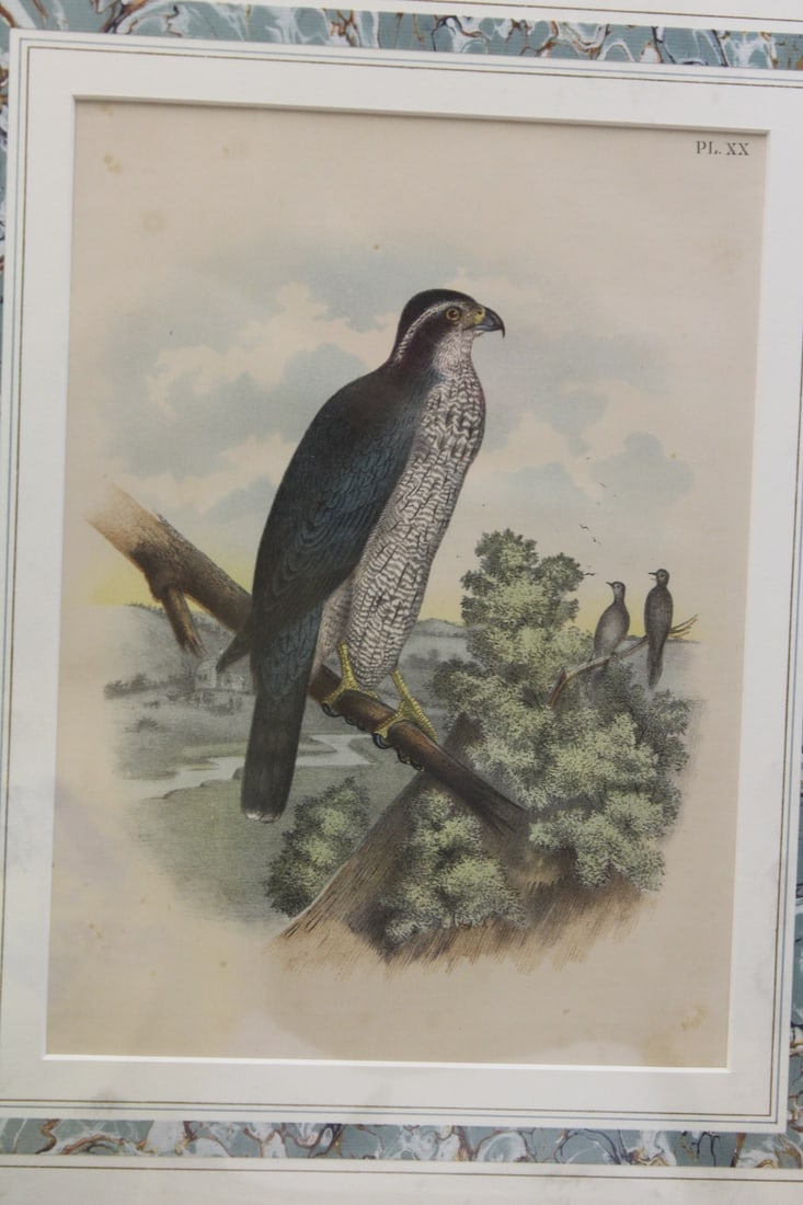 Antique Steel Engraving: unframed 