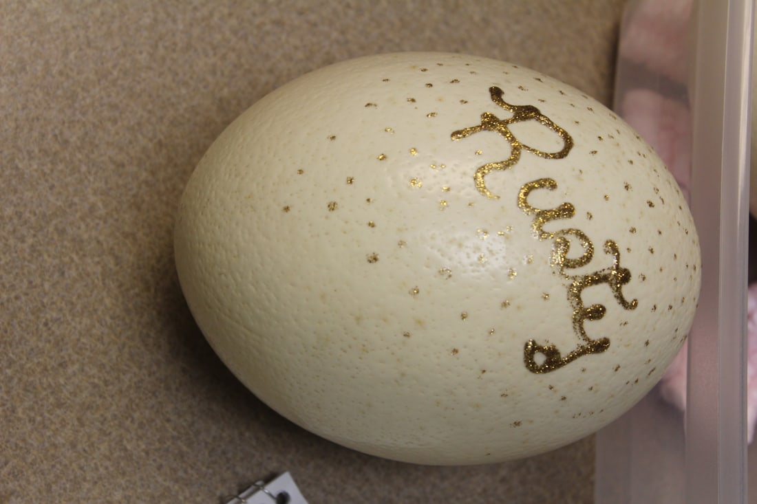 Ostrich Egg - 3