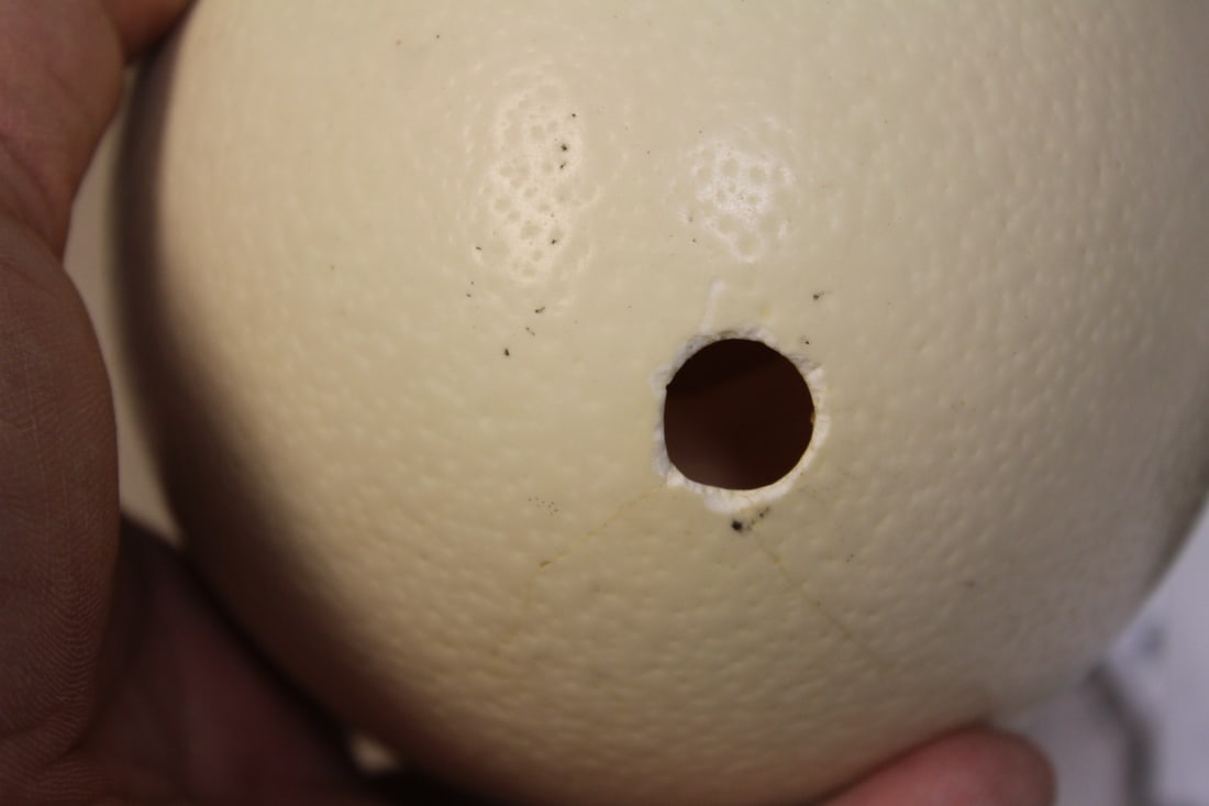 Ostrich Egg - 2