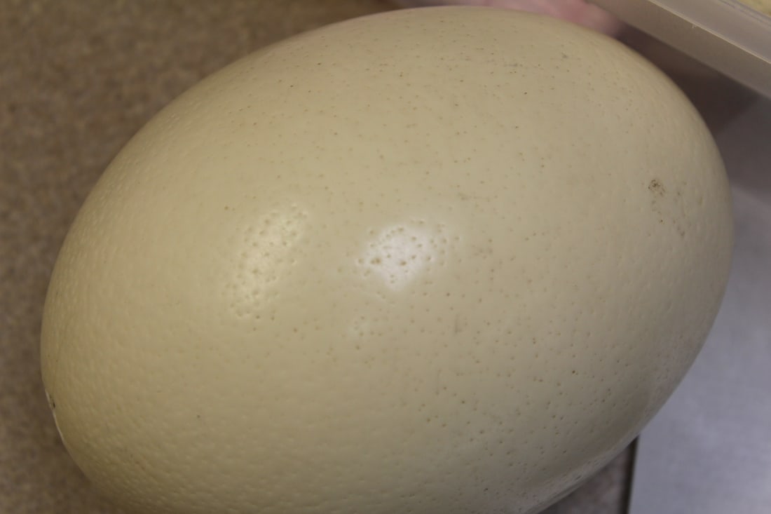 Ostrich Egg - 4