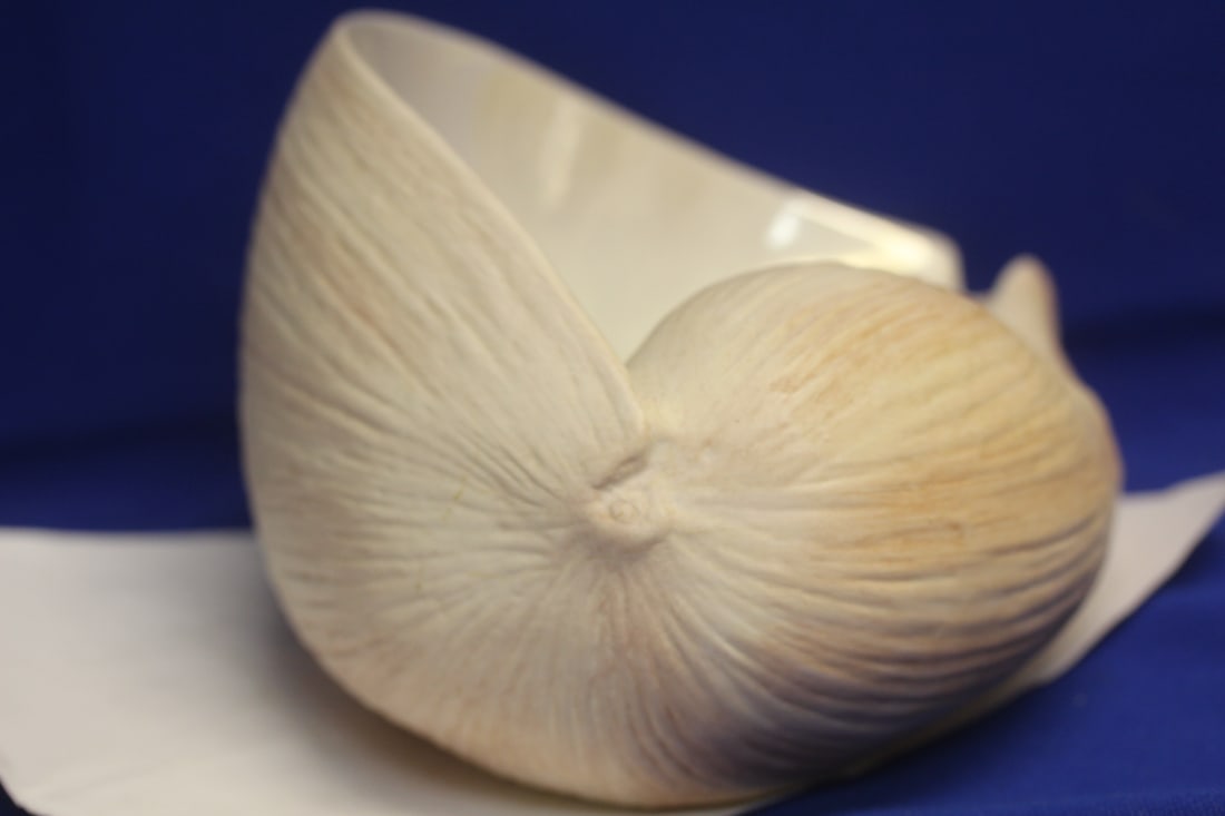 Shell Form Bowl? - 3
