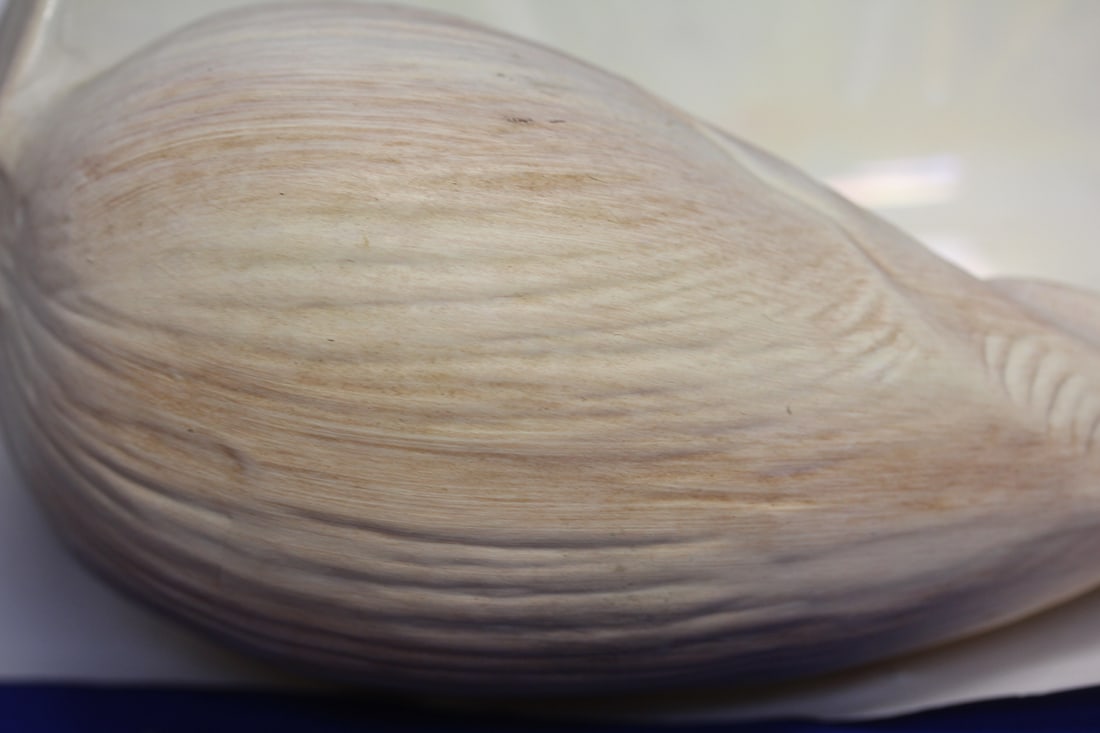 Shell Form Bowl? - 4