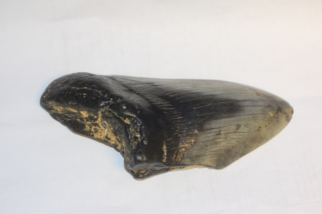 A Partial Megalodon Tooth (1 of 4)