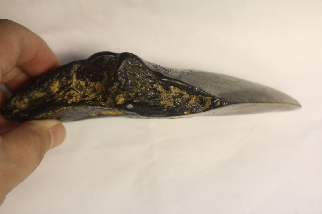 A Partial Megalodon Tooth - 2