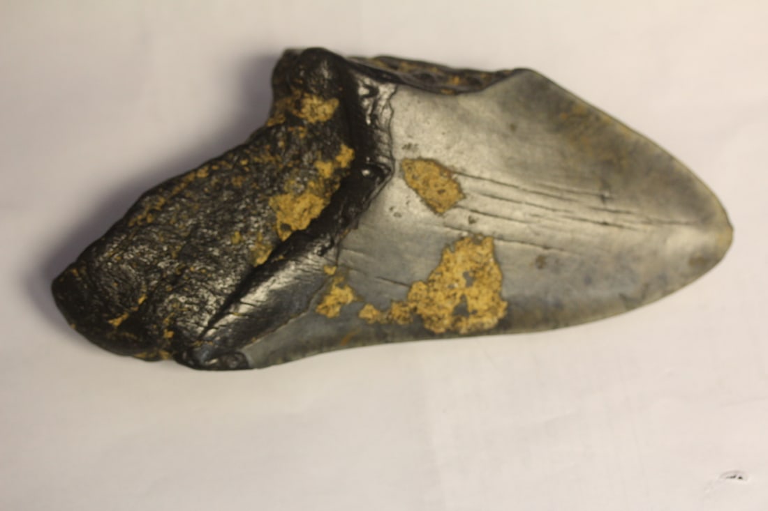 A Partial Megalodon Tooth - 3