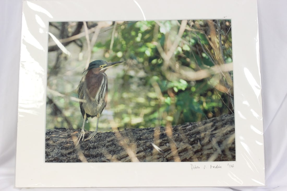 A Signed Bird Photograph: 14" x 11" - unframed