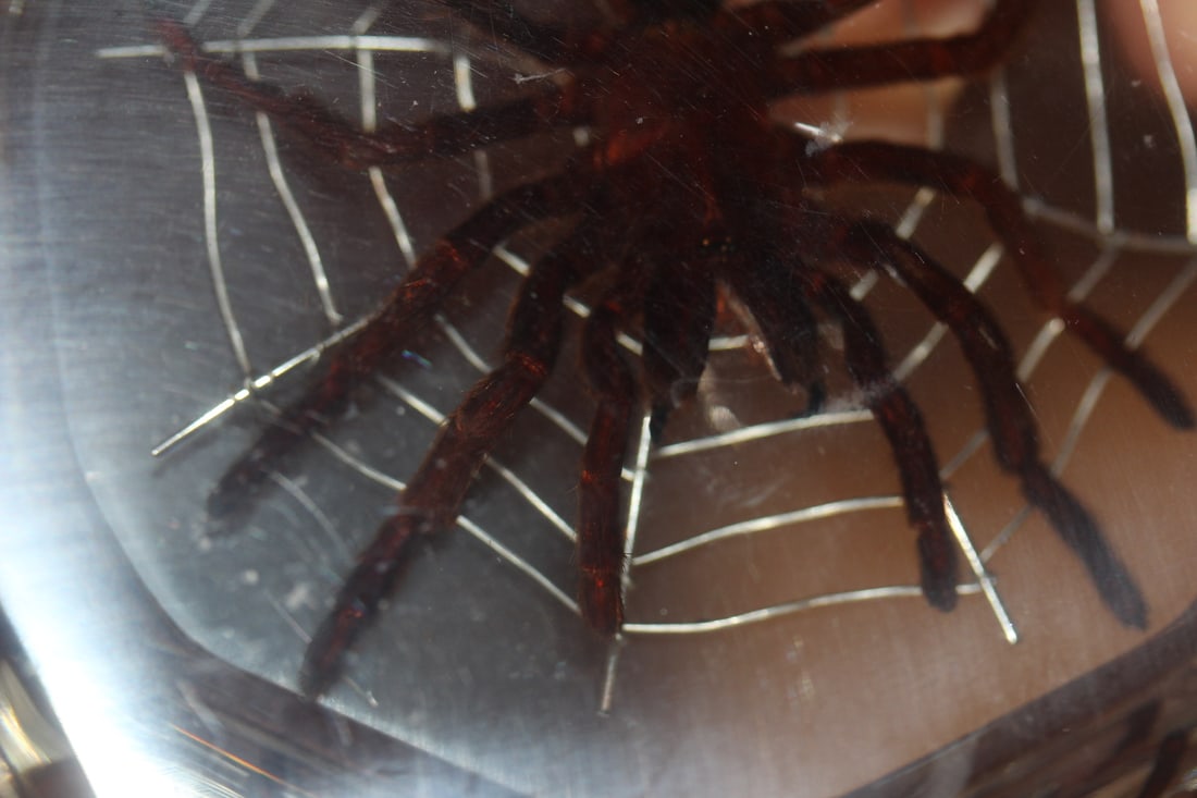 Lucite Spider Brock - 3