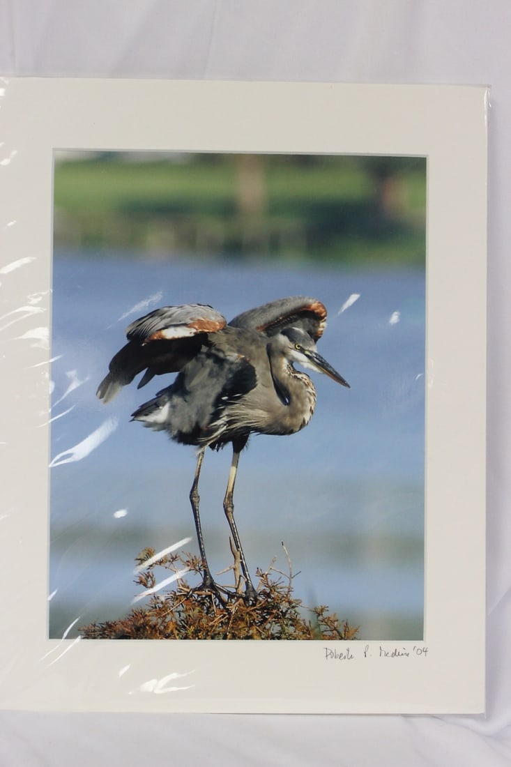 A Signed Bird Photograph: 14" x 11" - unframed
