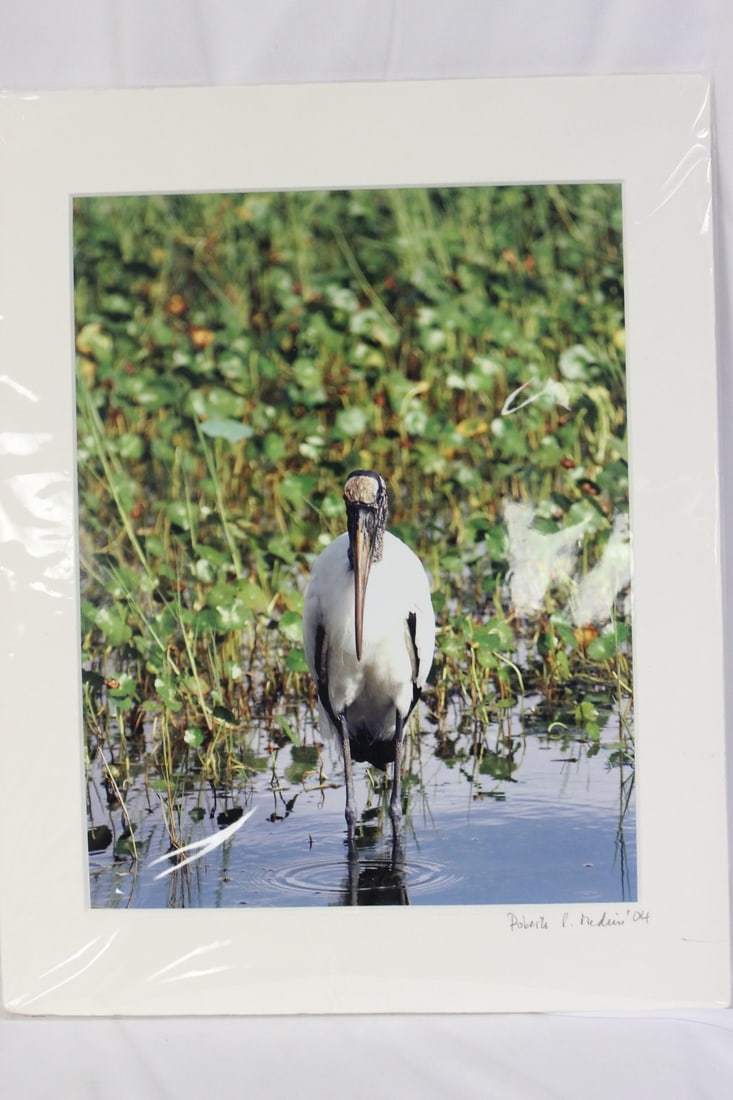 A Signed Bird Photograph: 14" x 11" - unframed