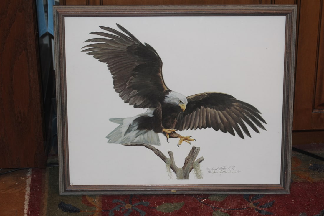 Signed Lithograph of Bald Eagle: by Fred Rothenbush - print of lithograph - signed and numbered: 469/500 - framed - overall= 22 3/4" x 18 3/4"