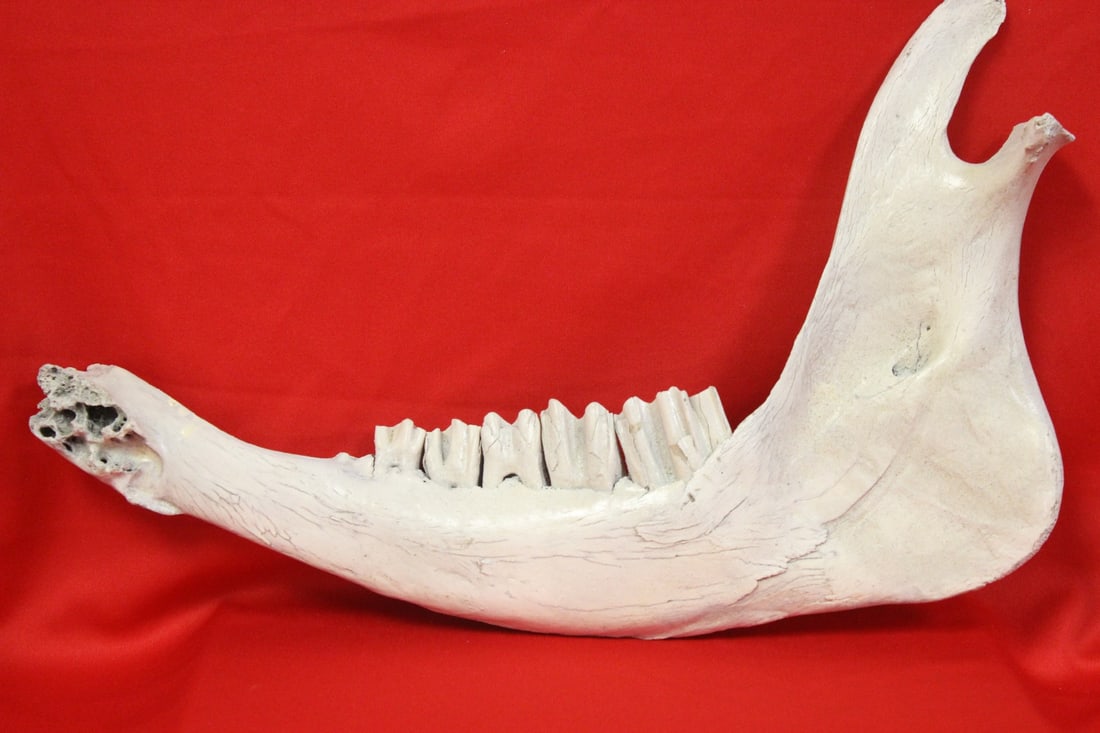 A Cow Jaw: 13 7/8" long