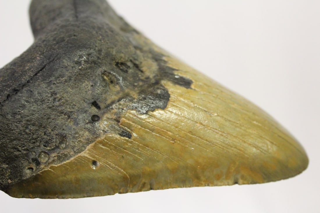 A Large Megalodon Tooth - 4