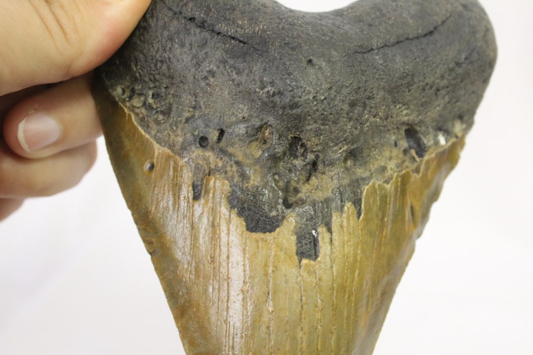 A Large Megalodon Tooth - 5