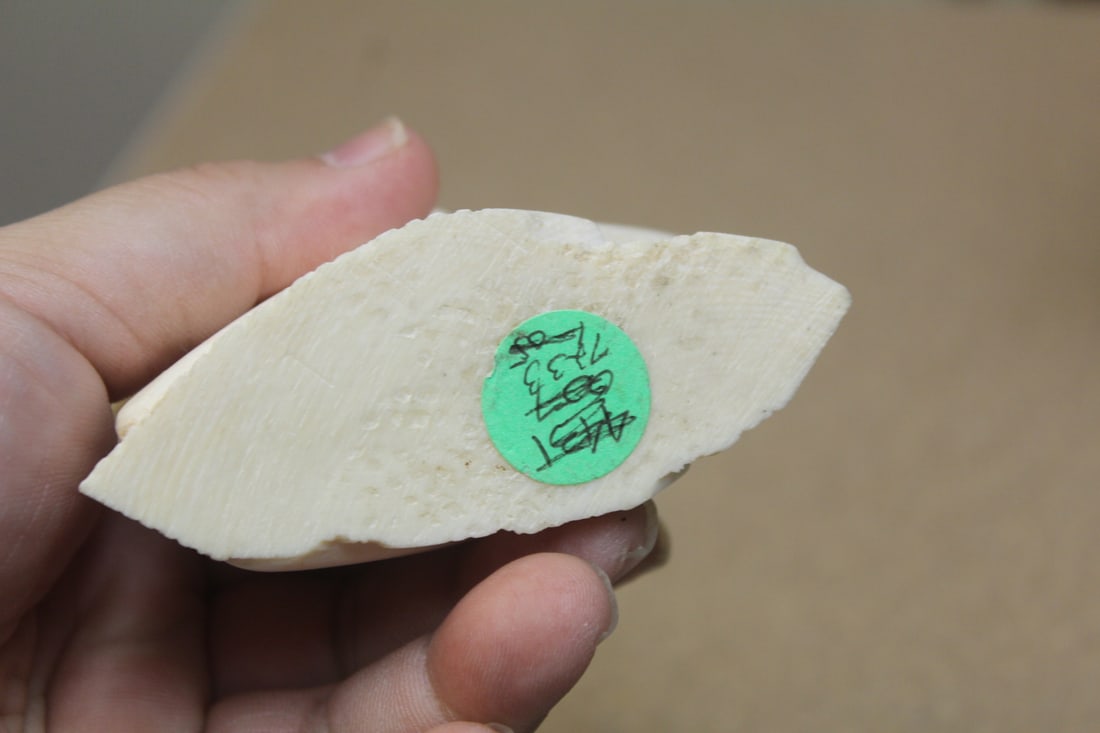 Carved Bone? Elk/Deer - 6