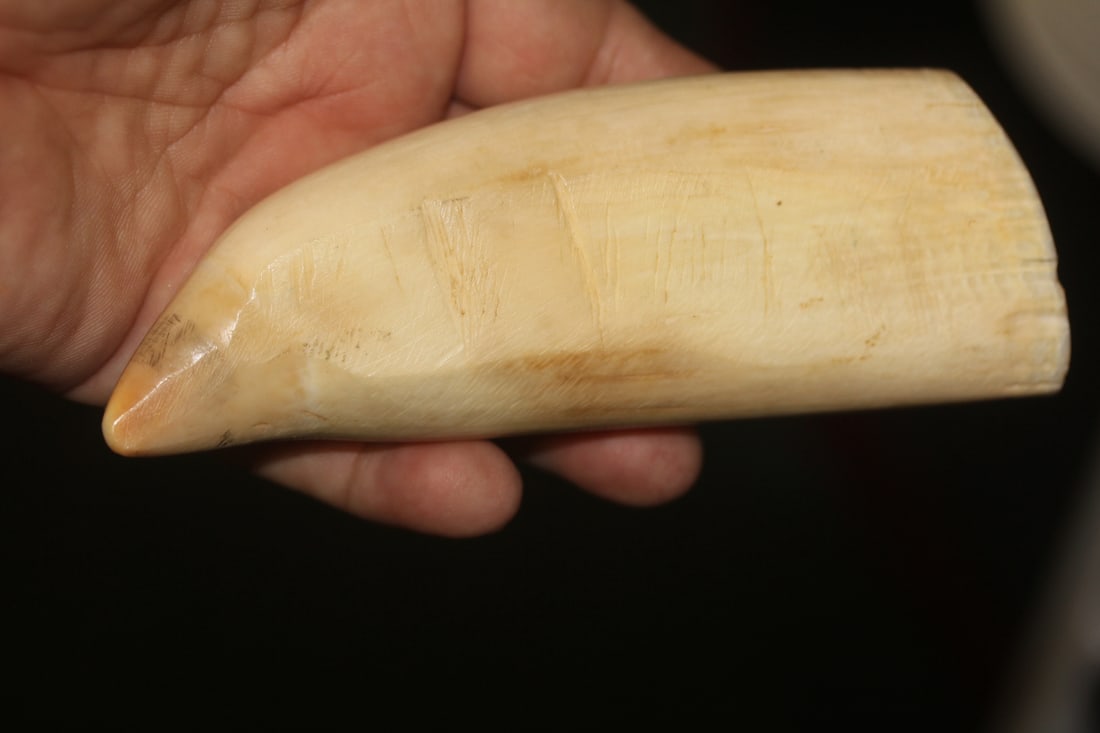 Antique Whale Article: most likely 19th century - 5 1/8" across