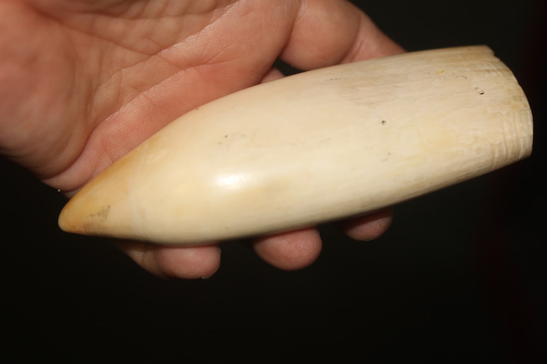 Antique Whale Article - 2