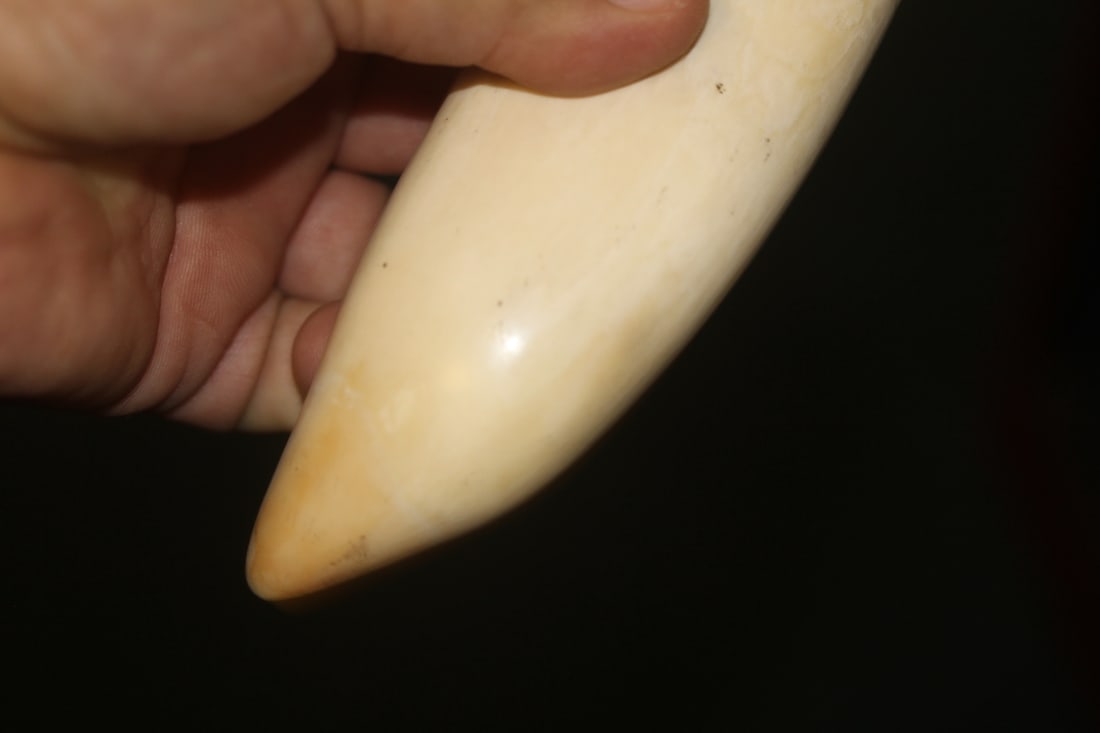 Antique Whale Article - 3