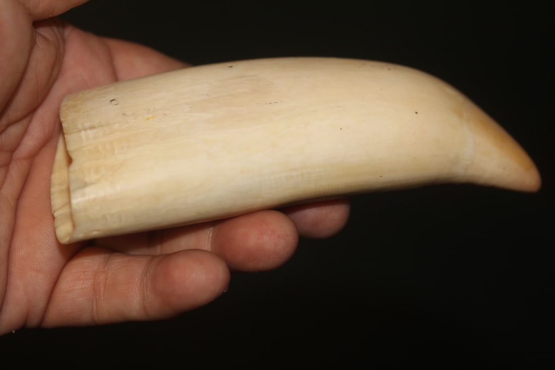Antique Whale Article - 4