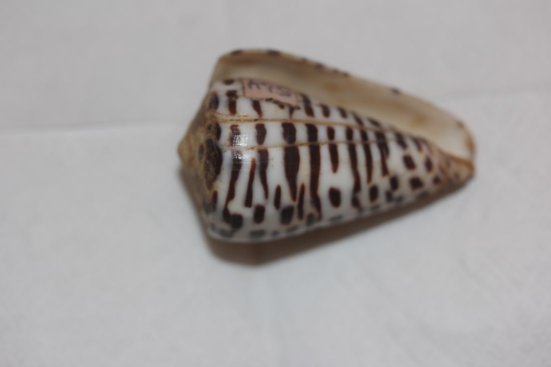 Decorative Conch Shell - 2