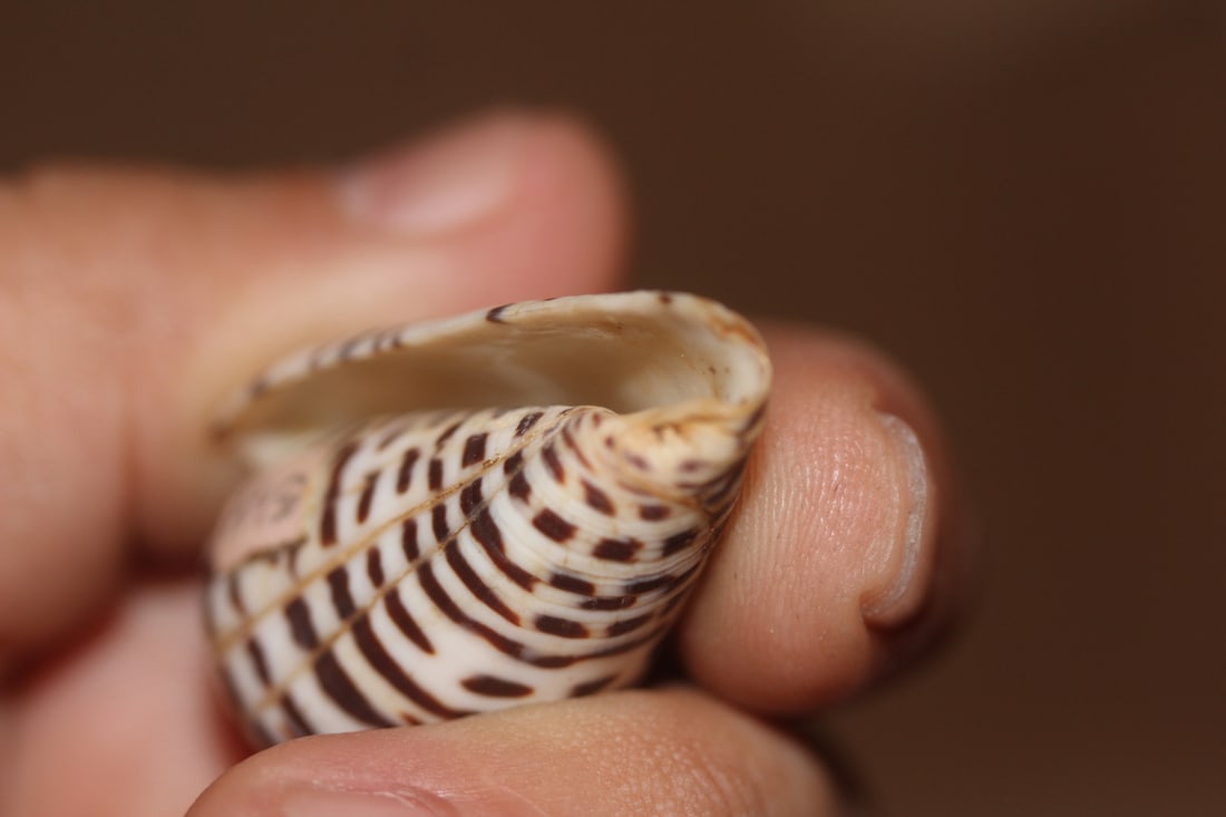 Decorative Conch Shell - 4