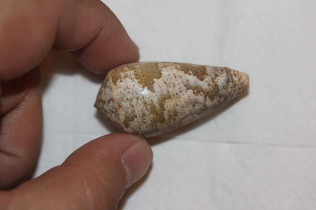 Decorative Conch Shell - 2