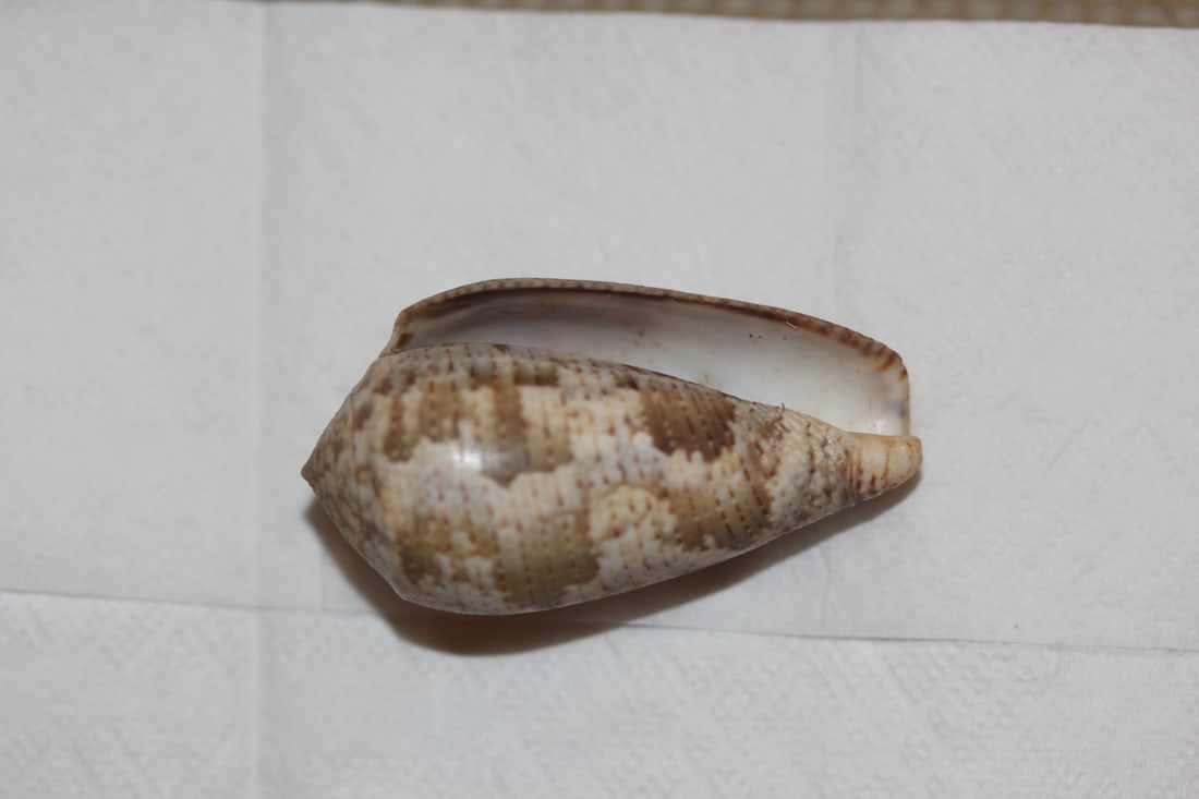 Decorative Conch Shell - 3