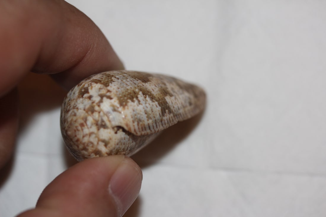 Decorative Conch Shell - 4