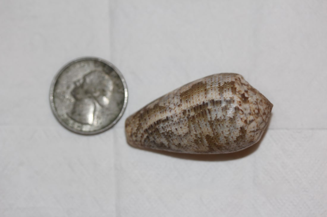 Decorative Conch Shell - 6