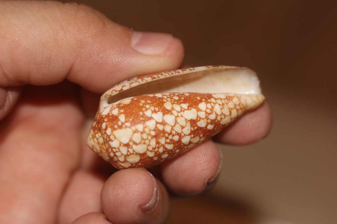 Decorative Conch Shell - 3