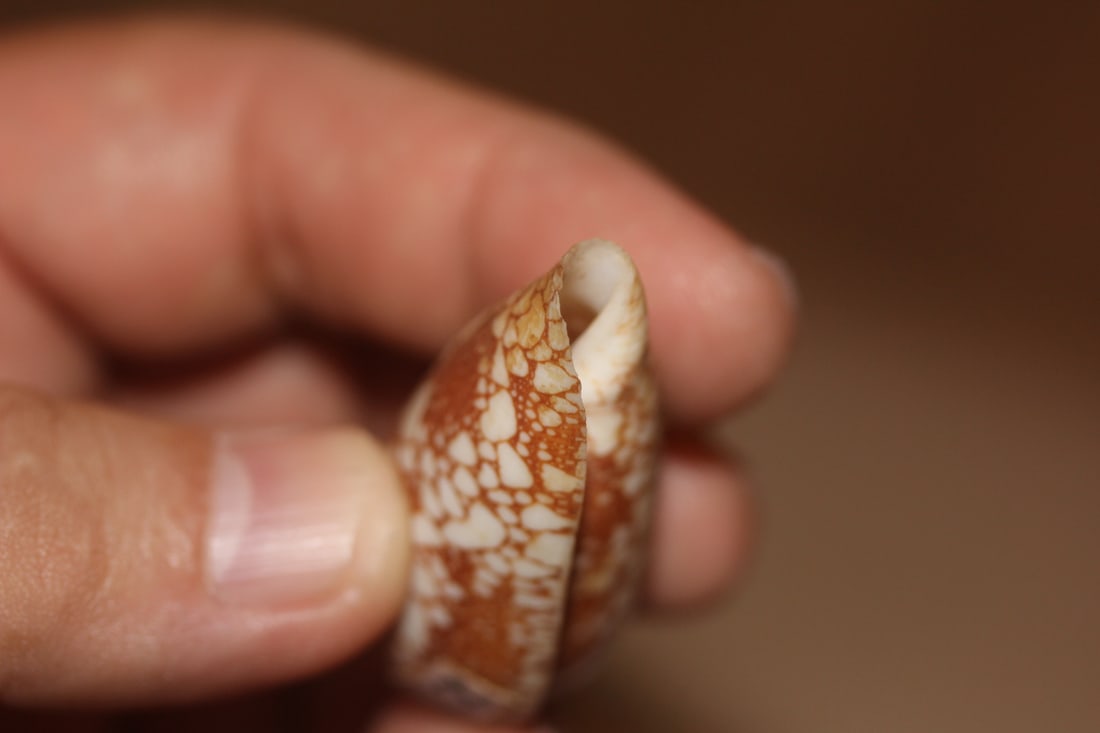 Decorative Conch Shell - 4