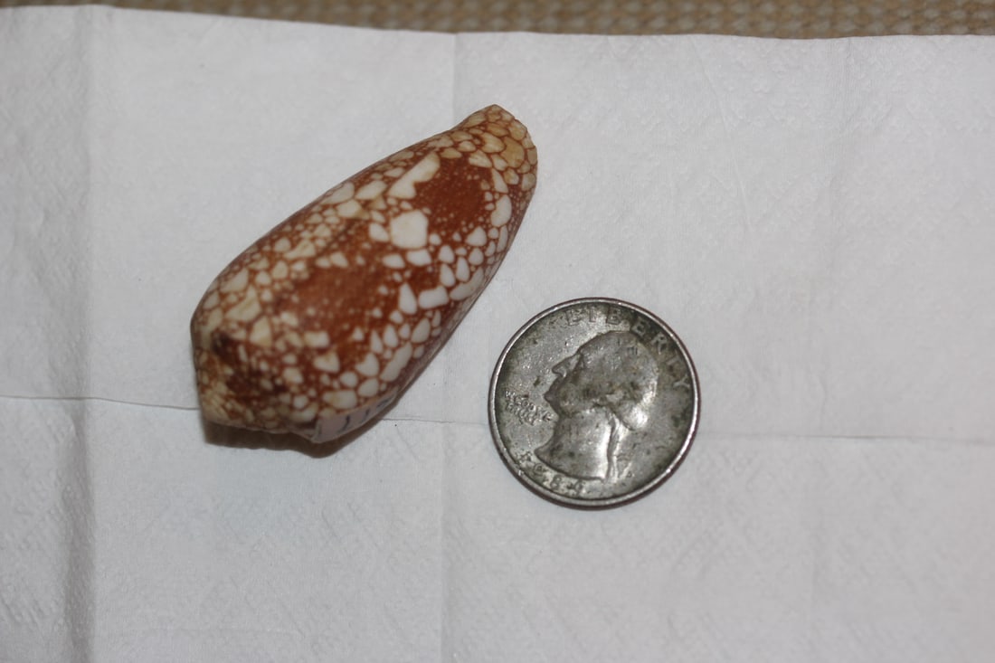 Decorative Conch Shell - 5