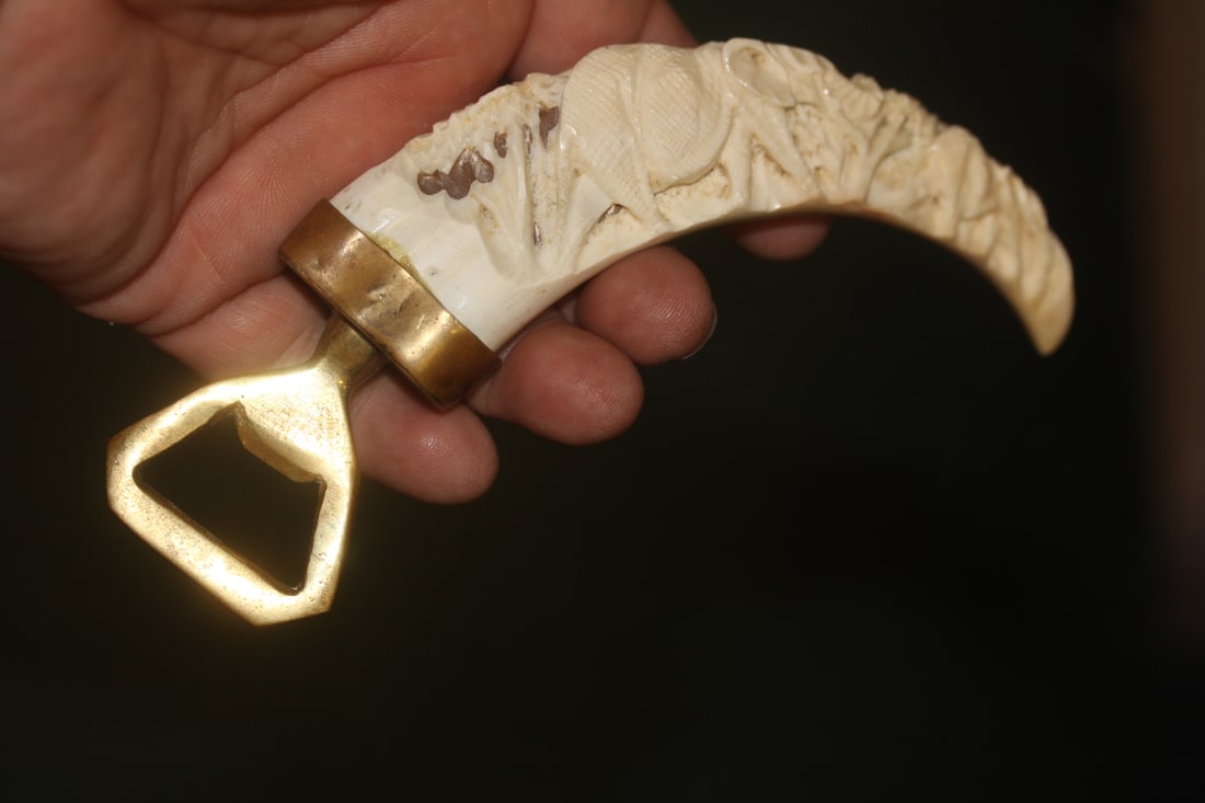 Carved Boar Tooth Bottle Opener: straight line measurement= 6 inches