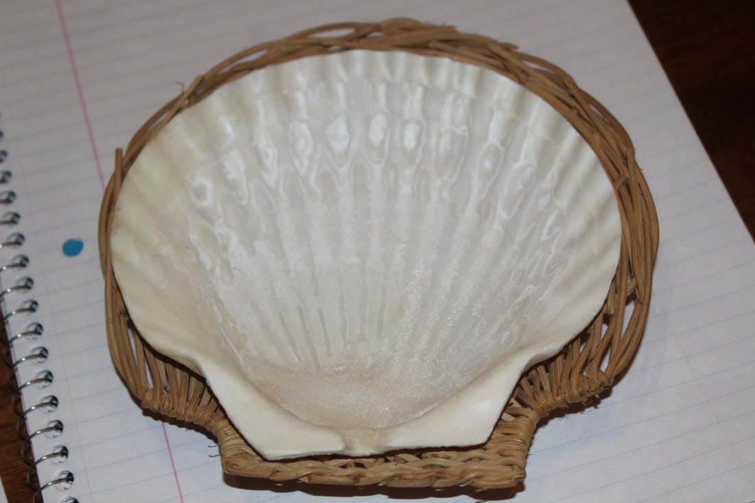 Real Shell Dish: with under rattan tray - 6" wide