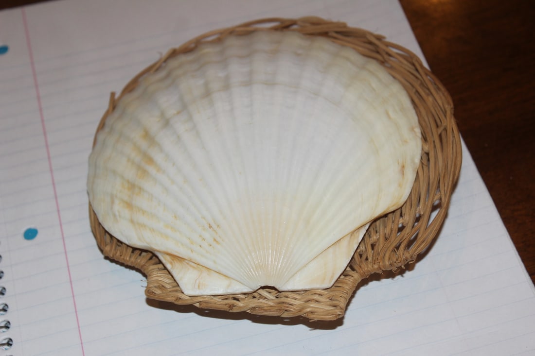 Real Shell Dish - 2