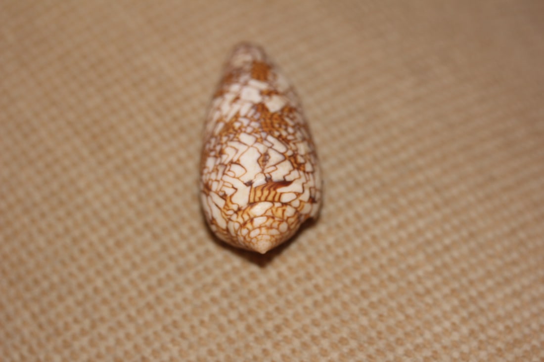 Conch Shell - 4