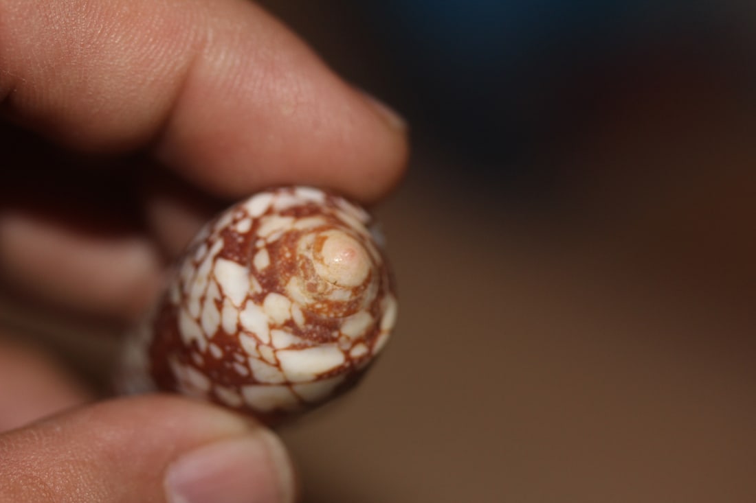 Conch Shell - 2