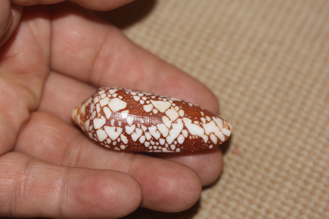Conch Shell - 4
