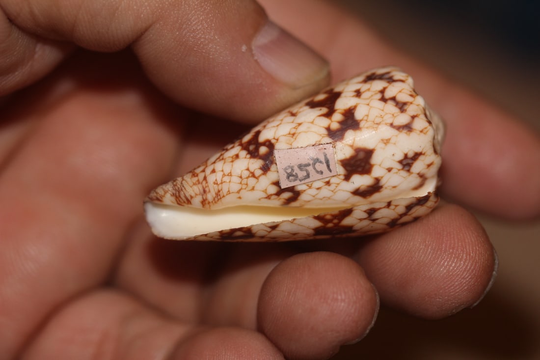 Conch Shell - 2