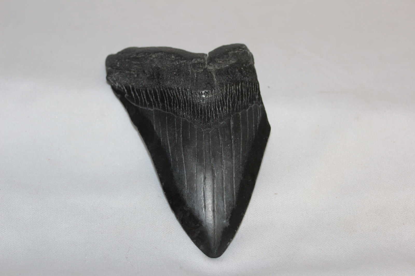 A Megalodon Tooth Fossil: 4 1/8" long