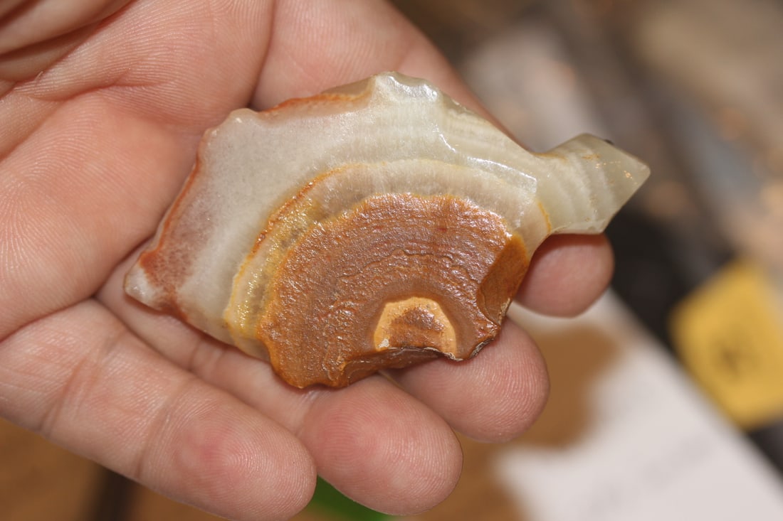Onyx Turtle - 2