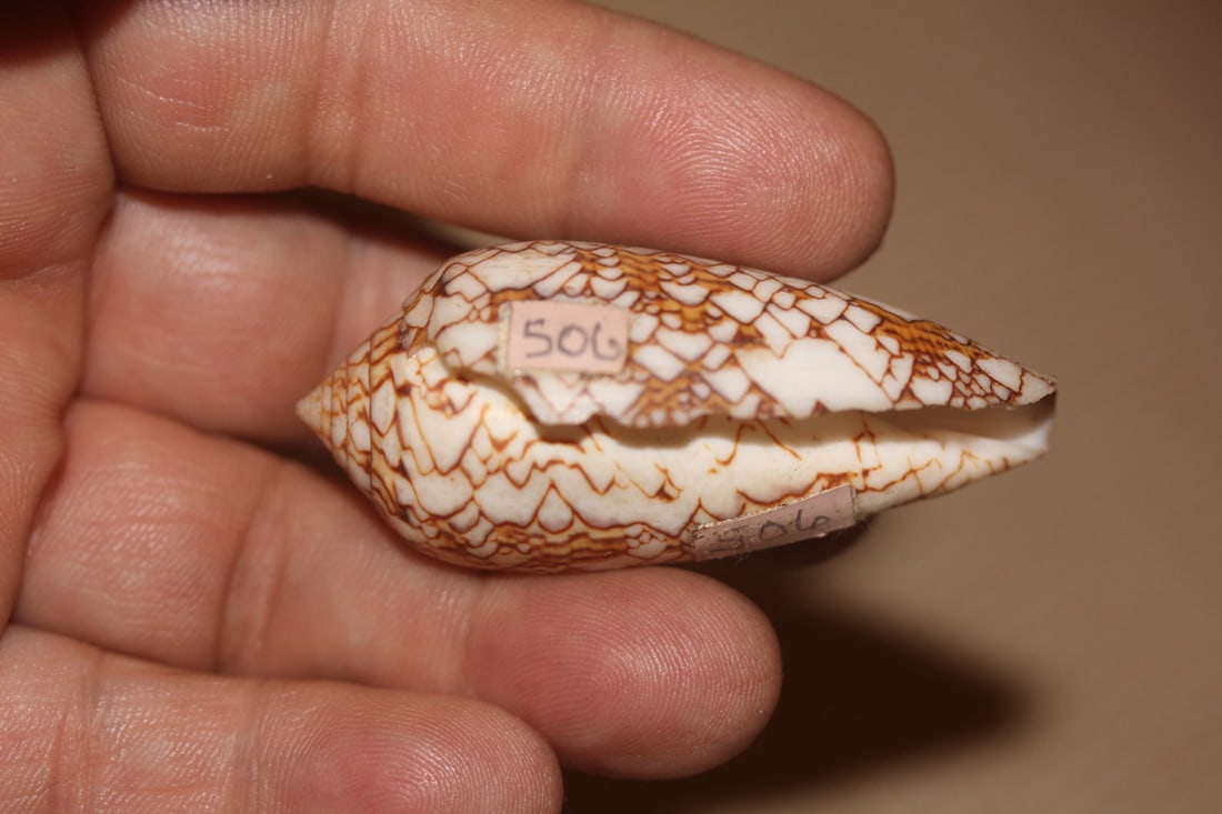 Conch Shell - 2