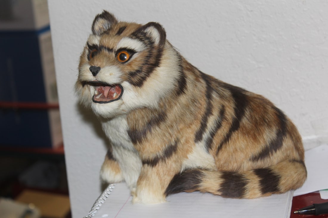 Taxidermy of a Cat: 8 1/2" tall