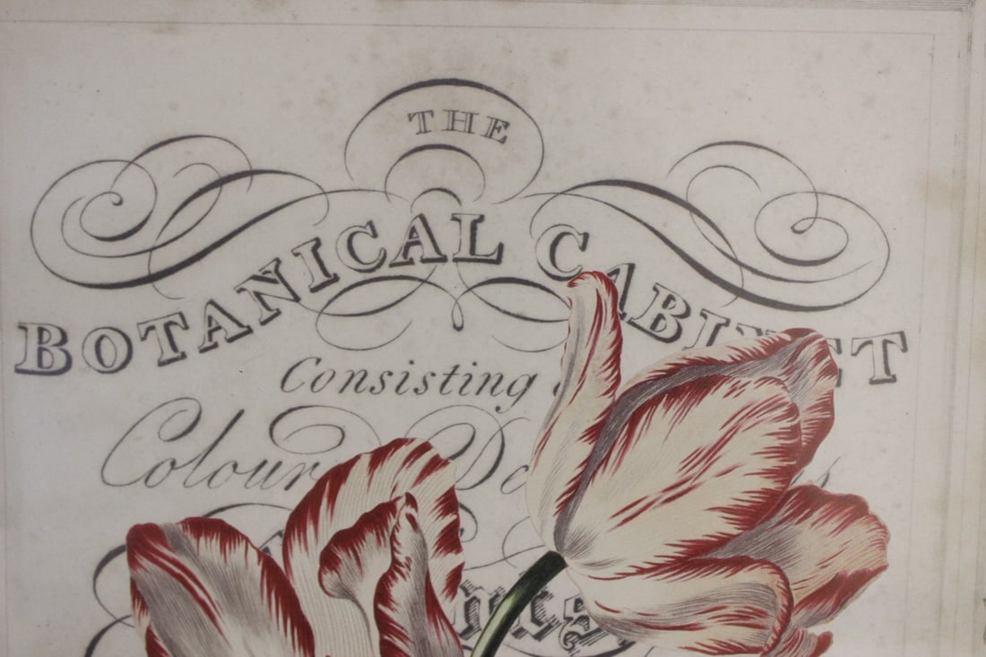 A Decorative Print - 2