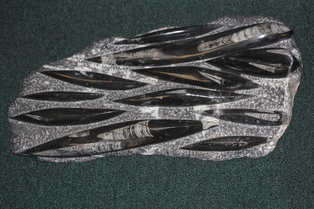 A Fossil: was told it is over a million years old - 18 inches across by 9 inches at the widest point