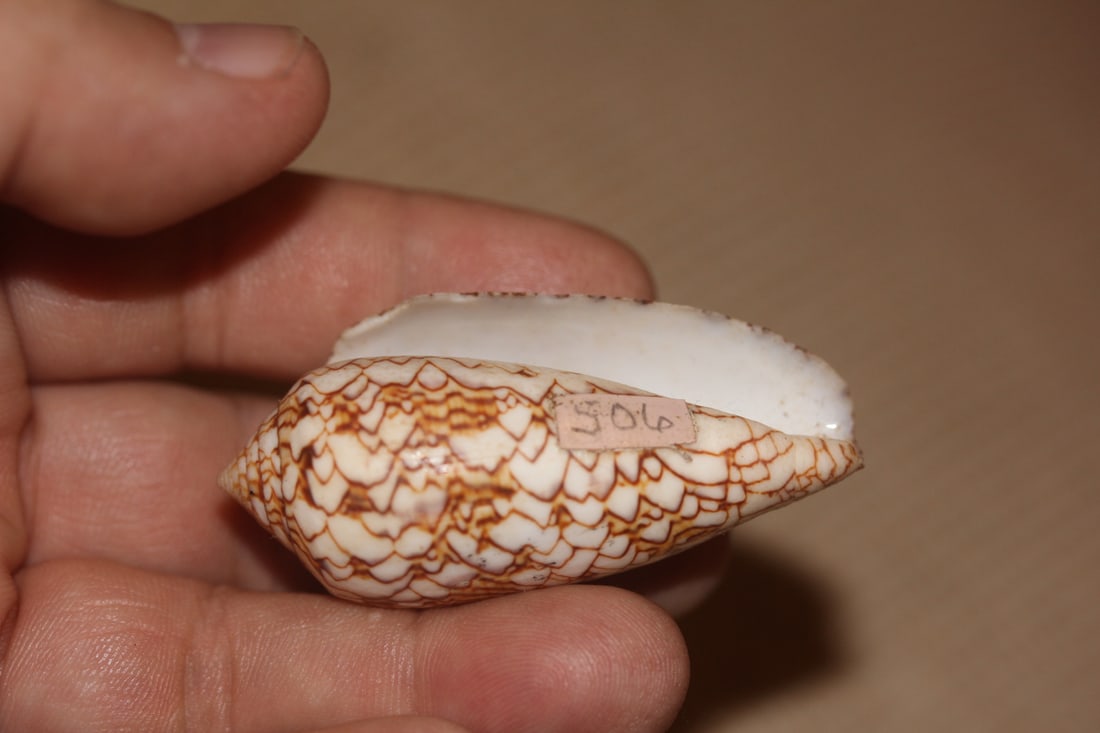 Conch Shell - 3
