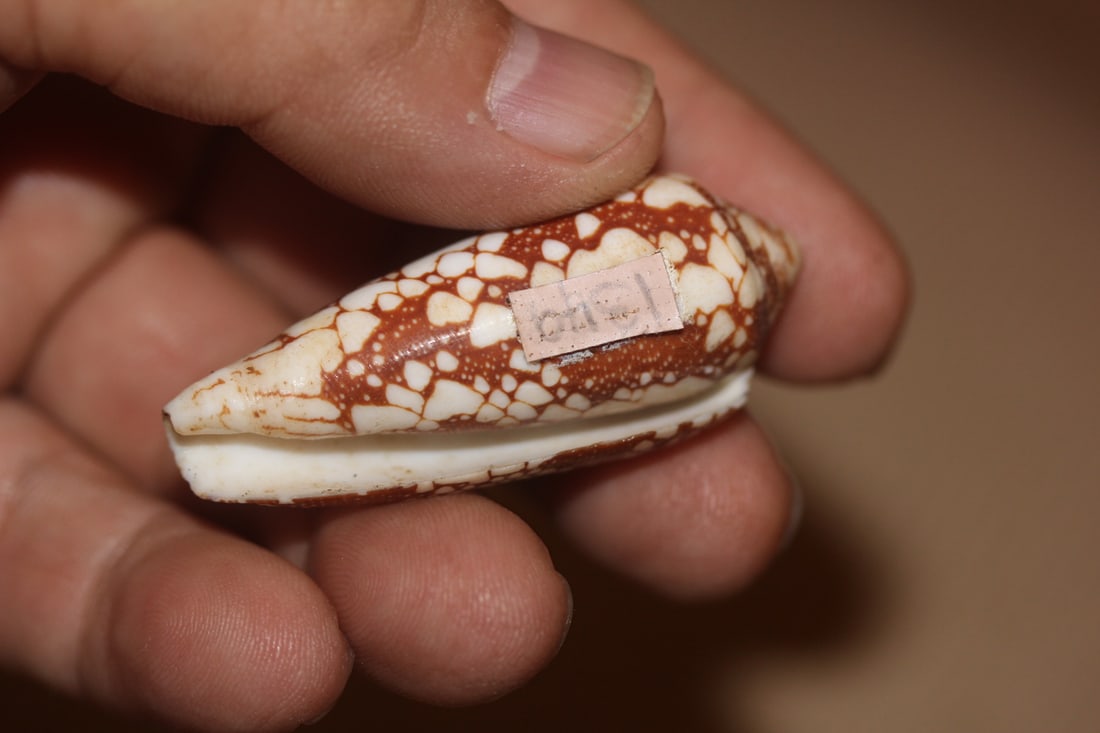 Conch Shell - 3