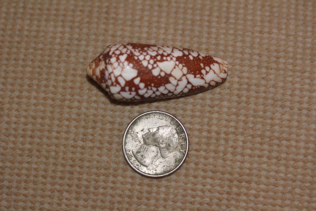 Conch Shell - 5