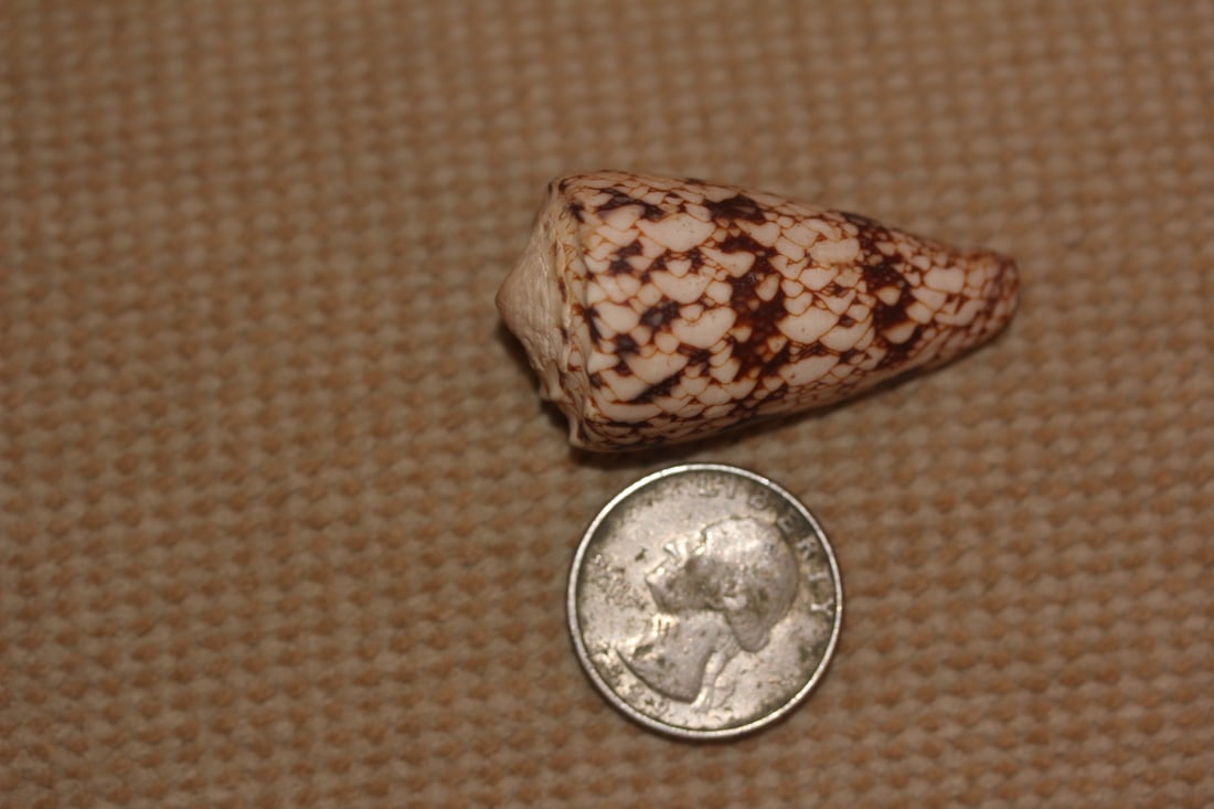 Conch Shell - 5